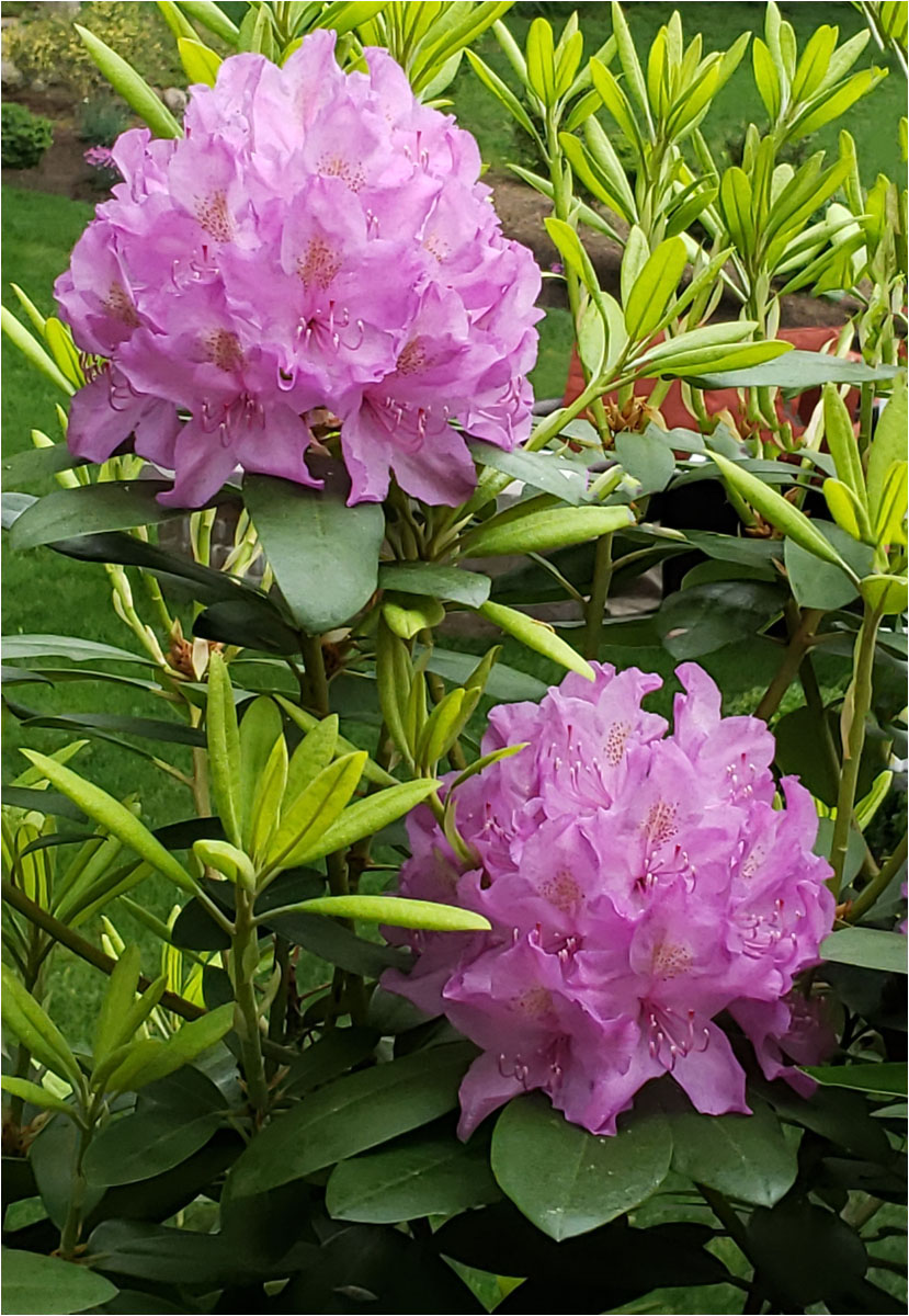 Proud Rhodies